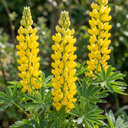 Yellow Lupin Perennial Plants (Set of 3 or 6)
