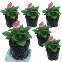 Calceolaria Calynopsis ‘Pink Bicolour’ Plants (Set of 3 or 6)