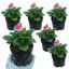Set of 3 or 6 Garden Ready Plants – Calceolaria Calynopsis ‘Pink Bicolour’, Ready to Plant