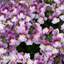 Set of 3 or 6 Large Plants - Nemesia Nuvo Pink Bicolour, Ready to Plant in Your Garden