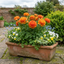 Set of 3 or 6 Ranunculus Vortex Orange Persian Buttercup Plants, Hardy Perennial, Spring & Autumn Flowering, Outdoor Garden Ready, 1 Litre Root-Ball