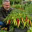 1 Hungarian Hot Wax Chilli Pepper Plant, Outdoor Garden Ready, Grow Your Own Chilli, 2Ltr Root Ball