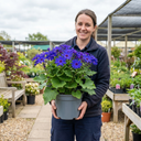 Senetti Kobalt Blue Plants