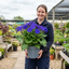 1 Senetti Kobalt Blue Flowering Plant, Large Summer Bedding, Outdoor Garden Ready, 6.5L Root-Ball