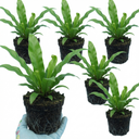 Hart’s Tongue Fern Plants (Set of 3 or 6)