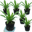 Set of 3 or 6 Hart’s Tongue Fern Plants, Hardy Evergreen Shade Loving Perennial Ferns, Outdoor Garden Ready, 1 Litre Root-Ball