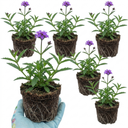 Verbena Bonariensis Plants (Set of 3 or 6)