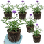 Set of 3 or 6 Verbena Bonariensis Hardy Perennial Plants, Tall Purple Summer Flowers, Outdoor Garden Ready, 1 Litre Root Ball