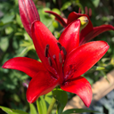 Asiatic Lily Red Plants (Set of 3 or 6)