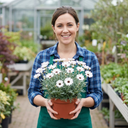 Rhodanthemum ‘Casablanca’ Moroccan Daisy Plants (Set of 3 or 6)