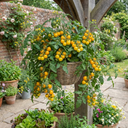 Tomato Tumbling Tom Yellow Plants (Set of 3 or 6)