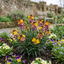 Set of 3 or 6 Erysimum Spring Feeling Hardy Perennial Wallflower Plants, Bee Friendly, Fragrant, Outdoor Garden Ready, 1 Litre / 11cm Root-Ball