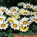 Gazania Kiss White Improved Plants (Set of 3 or 6)