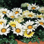 Set of 3 or 6 Large Plants - Gazania Kiss White Improved, Ready to Plant in Your Garden