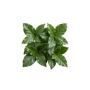 Viburnum Tinus Gwenllian Plants