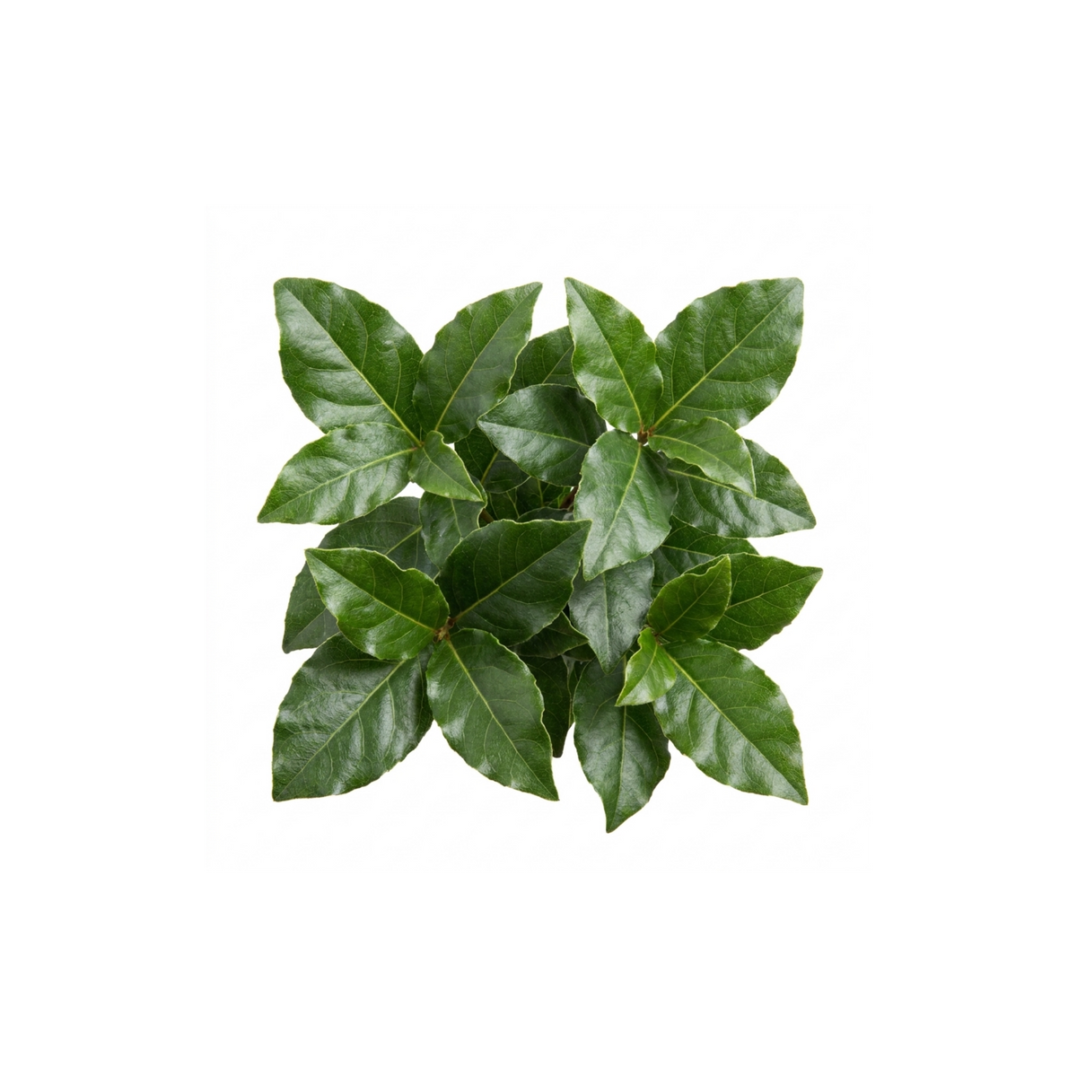 Viburnum tinus 'Gwenllian' – Evergreen Flowering Shrub (3L Pot)