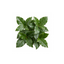 1 Viburnum Tinus Gwenllian Plant, Evergreen Flowering Hardy Garden Shrub, 19cm/3L Root Ball