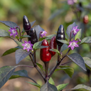 Zimbabwe Black Plants (Set of 3 or 6)
