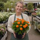 Marigold African Taishan Orange Plant (2L Pot)