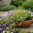 Thymus citriodorus ‘Doone Valley’ Thyme Herb Plants (Set of 3 or 6)