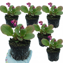 Bergenia Rotblum Hardy Evergreen Perennial Plants (Set of 3 or 6)