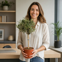 Mini Olive Tree in 1.5L Pot, 40–50cm, Nursery Pots