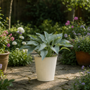3Ltr Hosta Tears from Heaven, Shade Perennial, Nursery Pots