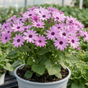 Senetti Lavender Plants