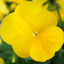 Set of 3 or 6 Large Plants - Pansy Delta Pro Yellow, Ready to Plant in Your Garden