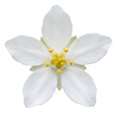 Choisya White Dazzler Plants