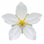 1 Choisya White Dazzler Plant, Fragrant Hardy Evergreen Garden Shrub, Mexican Orange Blossom, 3L Root Ball