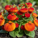 Calceolaria Calynopsis ‘Red Orange Bicolour’ Plants (Set of 3 or 6)