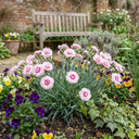 Fragrant Dianthus Plants (Set of 3 or 6)