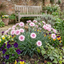 Set of 3 or 6 Carnation Oscar Pink Heart Plants – Fragrant Hardy Perennial Dianthus, Garden Ready, 10.5cm Root-Ball
