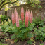 1 Lupin Legendary Rose Shades Plant, Hardy Perennial, Garden Ready, 3 Litre Root Ball