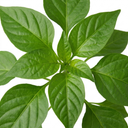 Grow Your Own Sweet Pepper Snack Red Plant