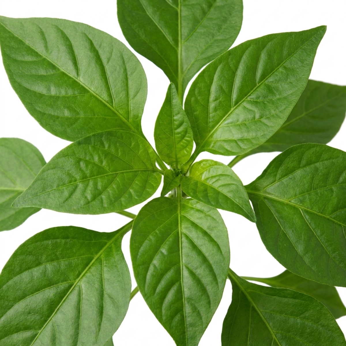 Sweet Pepper 'Snack Red' – Snack Pepper (2L Pot)