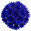1 Senetti Deep Blue Pericallis Flowering Plant, Spring & Summer Garden Ready, 6.5 Litre Root-Ball
