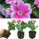 Geranium Toscana Linus Plants (Set of 3 or 6)