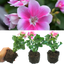 Set of 3 or 6 Large Plants - Geranium Toscana Linus, Ready to Plant in Your Garden