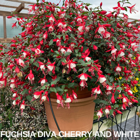 Bushy fuchsia in a terracotta pot smothered in red and white bell flowers in a glasshouse, caption overlaid