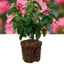 Escallonia ‘Pink Elle’ Plant