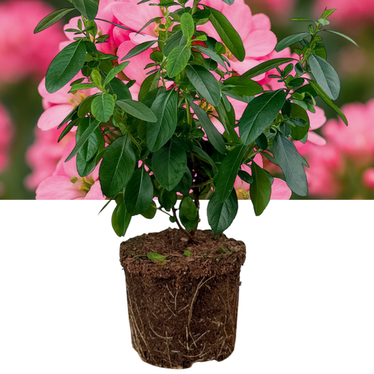 Escallonia 'Pink Elle' – Evergreen Flowering Shrub (3L Pot)