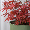 3 Litre Red Acer Tree, Japanese Maple Plant, Nursery Pots