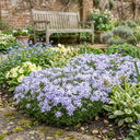 Phlox Emerald Cushion Blue Alpine Plants (Set of 3 or 6)