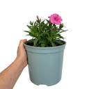 Cocktail Pink Dianthus Cosmopolitan Plants