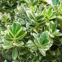 Euonymus President Gauthier Plant (2L Pot)