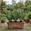 3 Large Plants - Scaly Male Fern Dryopteris Cristata, Outdoor Garden Ready, 1L