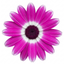 1 Senetti Magenta Bicolour Pericallis Plant, Vibrant Summer Bedding Flowers, 17cm Root-Ball