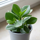 Clusia Rosea Autograph Tree Plants